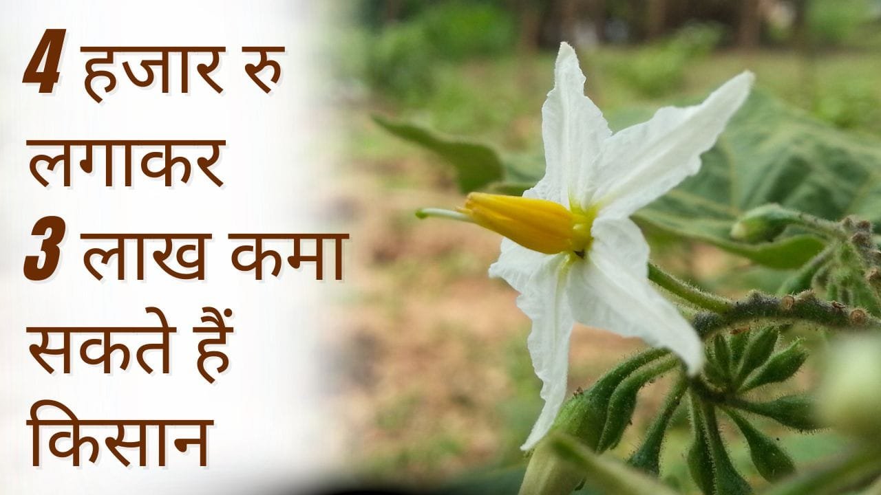 कम लागत में ज्यादा मुनाफा देने वाली फसल