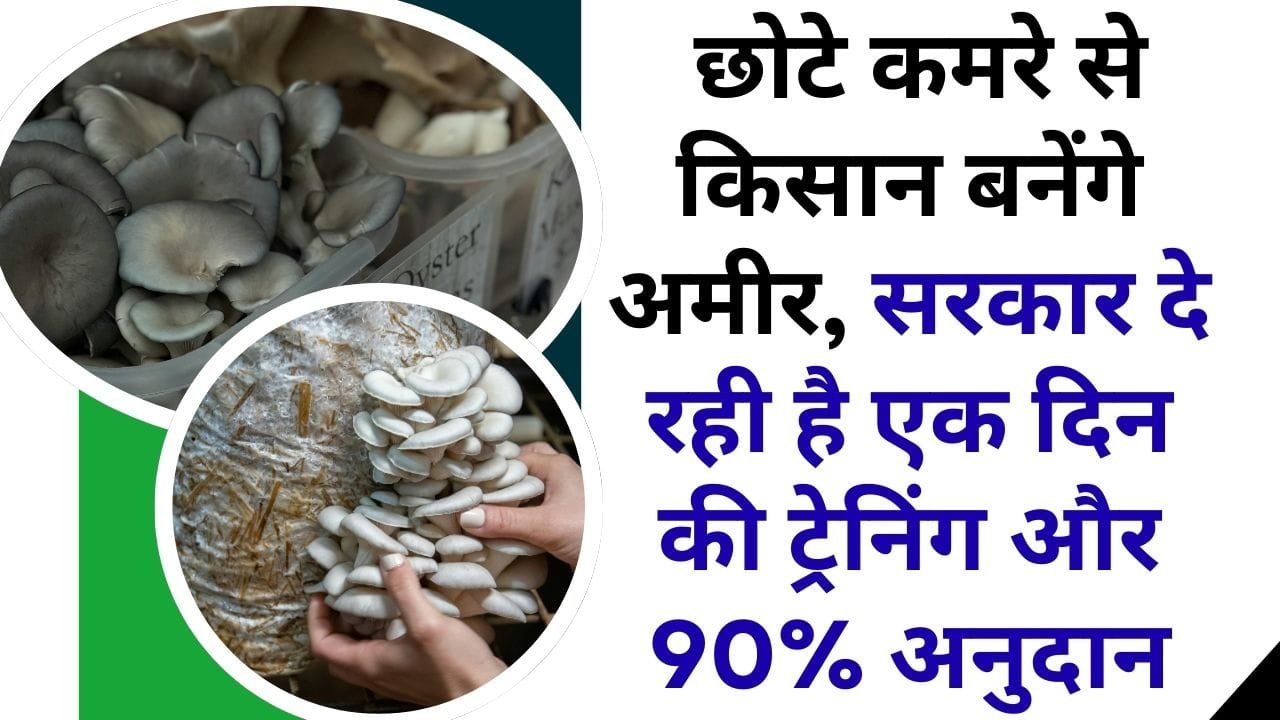 बकेट और ओएस्टर मशरूम योजना