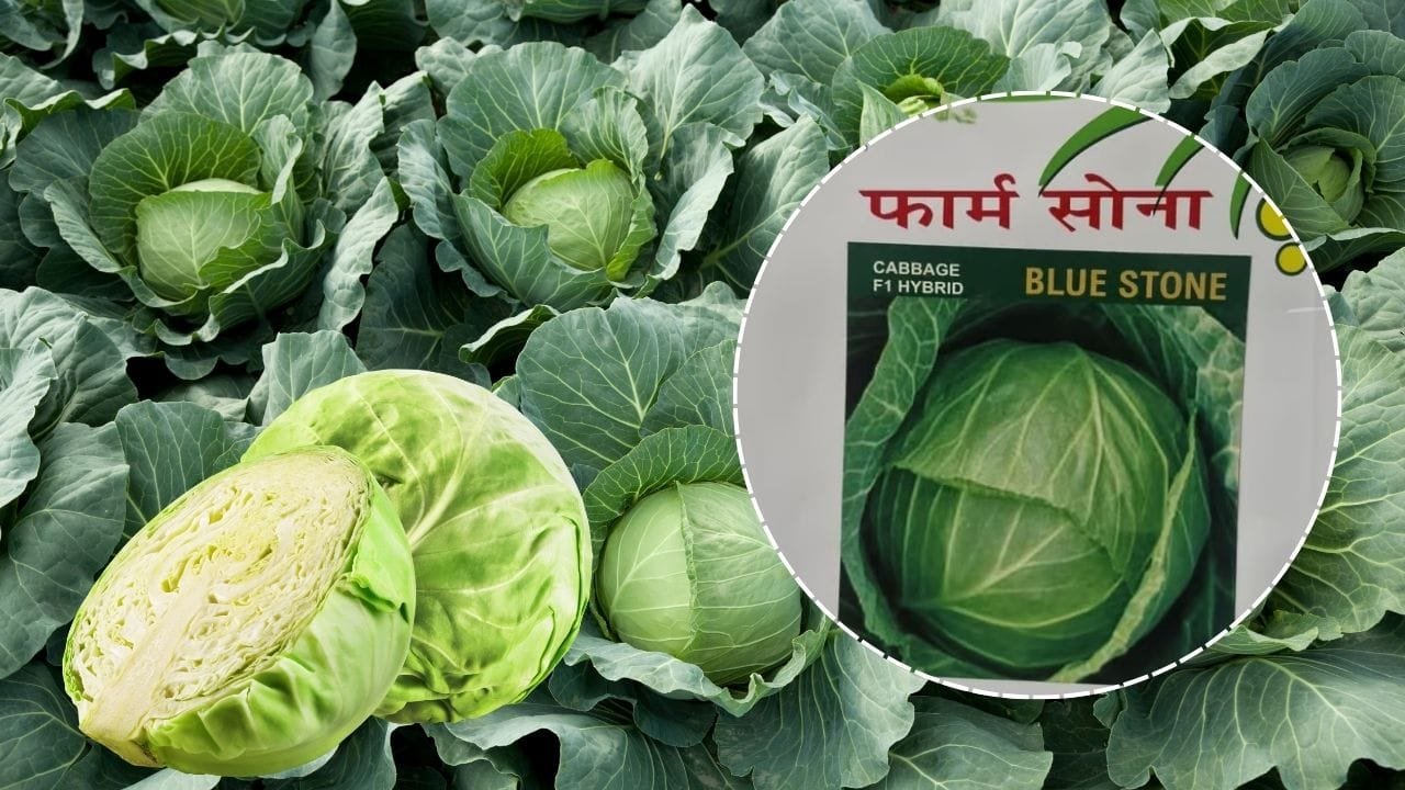 ब्लू स्टोन पत्ता गोभी