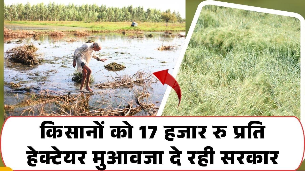 बारिश से फसल खराब होने पर किसानों को मुआवजा