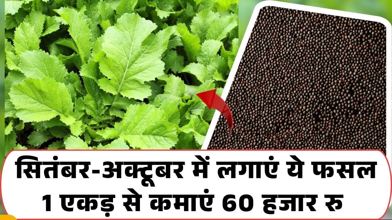 सितंबर-अक्टूबर में खेती के लिए फसल