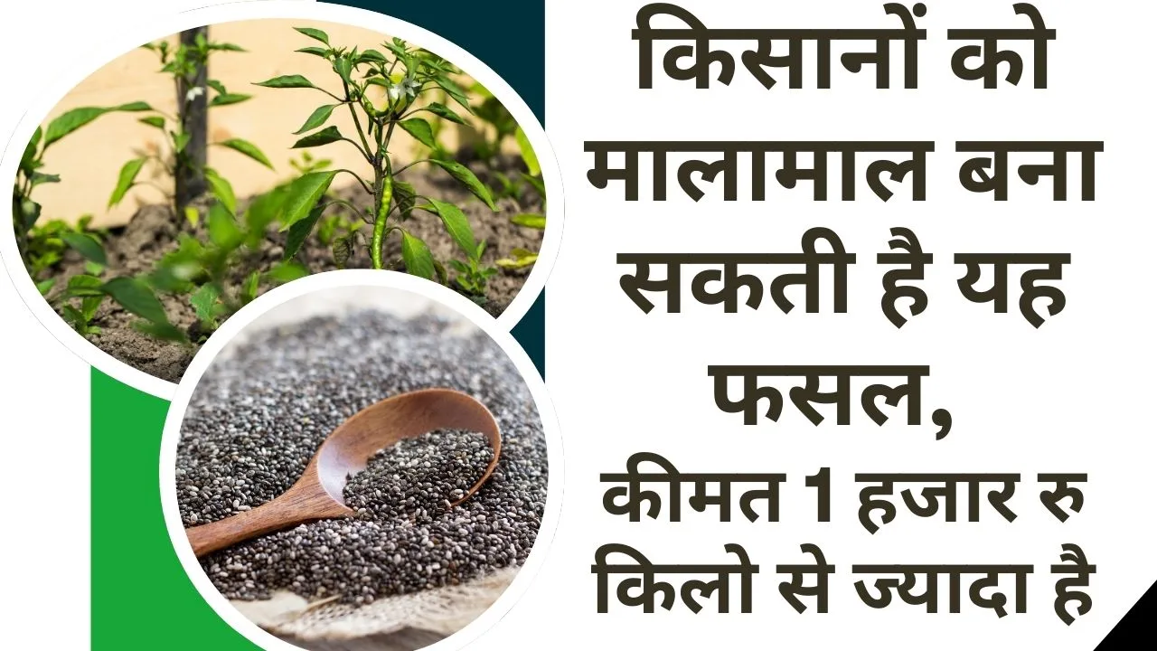 चिया सीड्स का भाव और कमाई