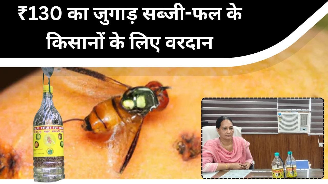 फल-सब्जी के किसानों को फल मक्खी की समस्या