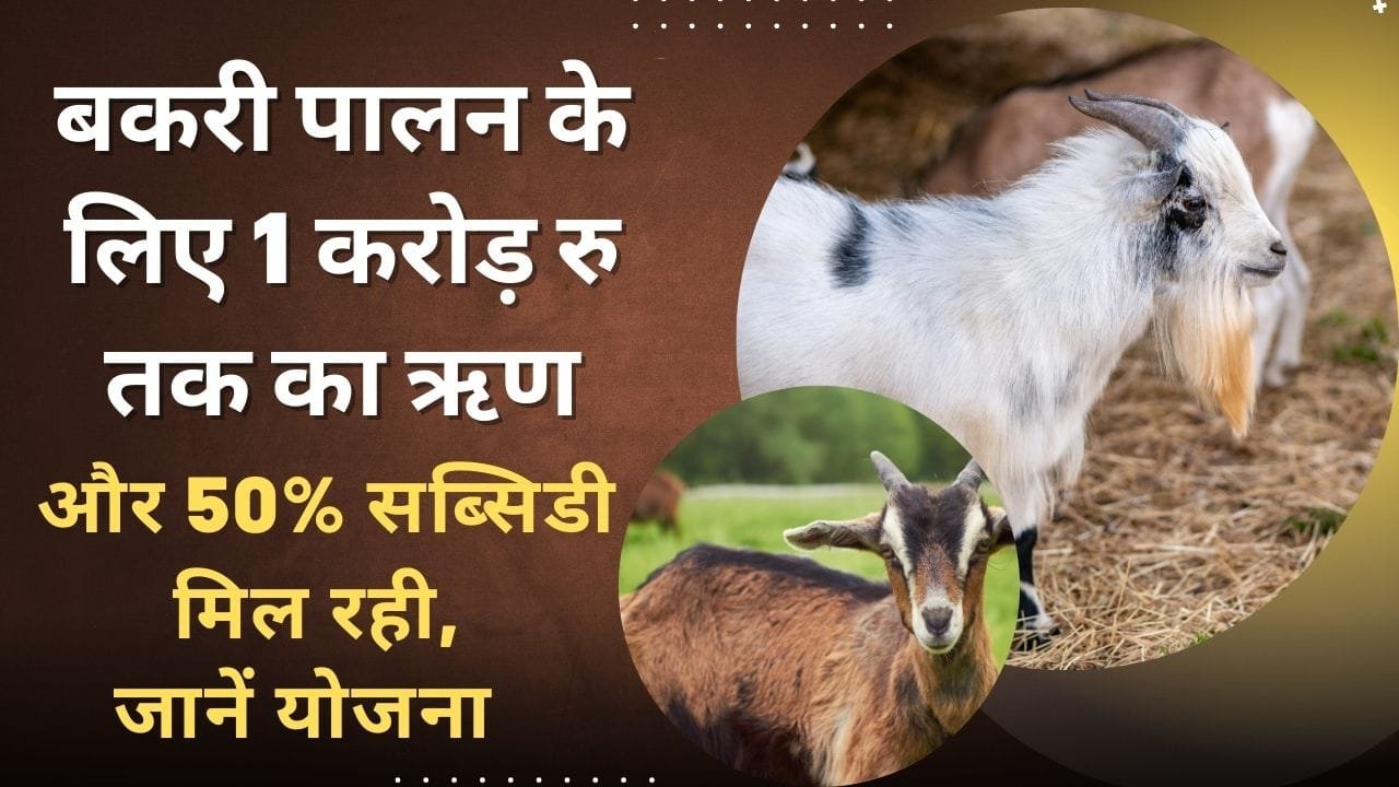 राष्ट्रीय पशुधन मिशन योजना