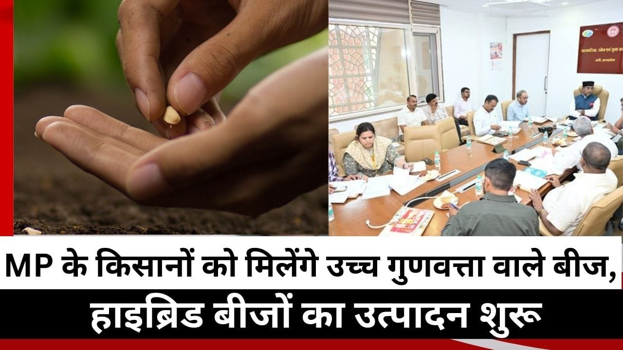 'एमपी चीता' बीज ब्रांड