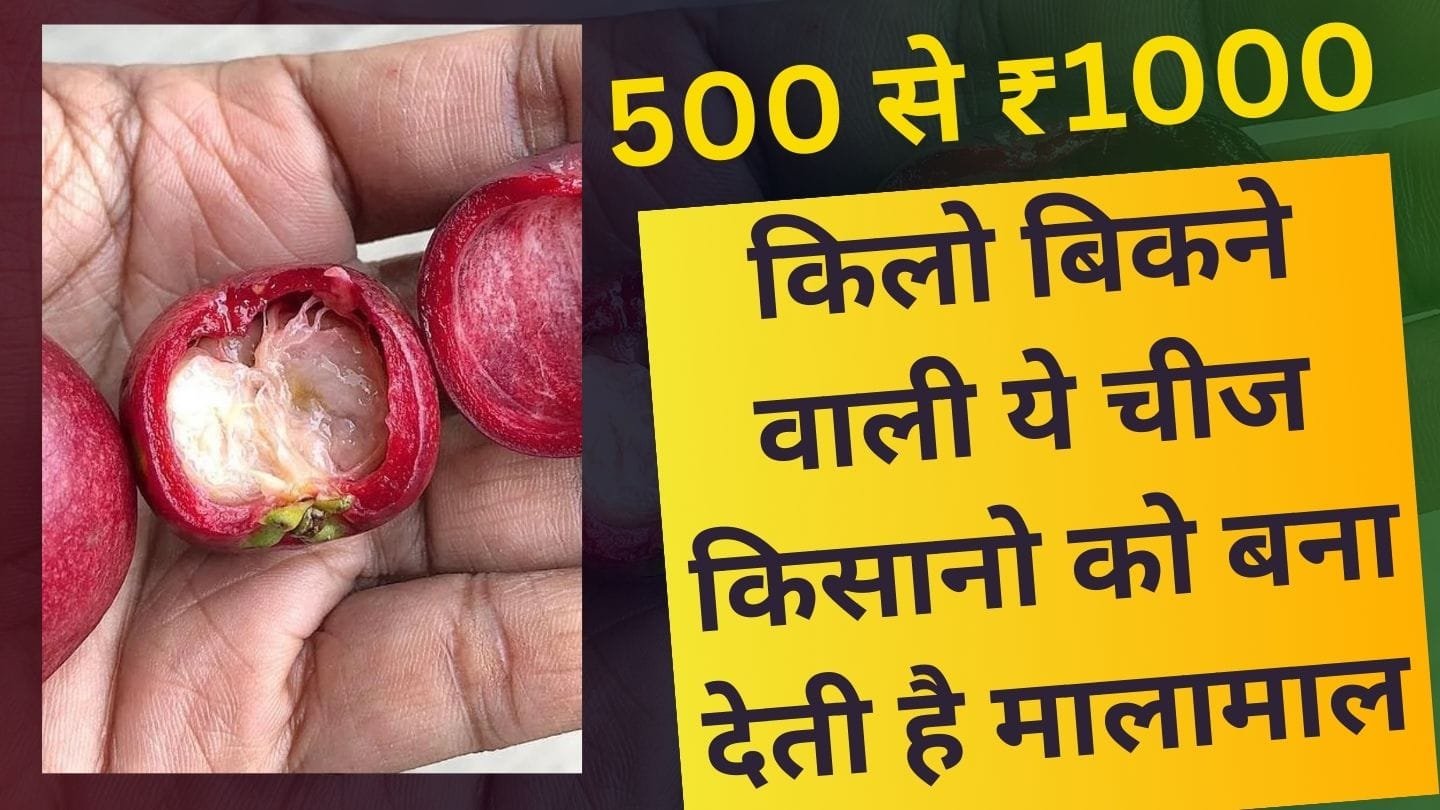 कोकम के पेड़ कितने साल में तैयार होते हैं