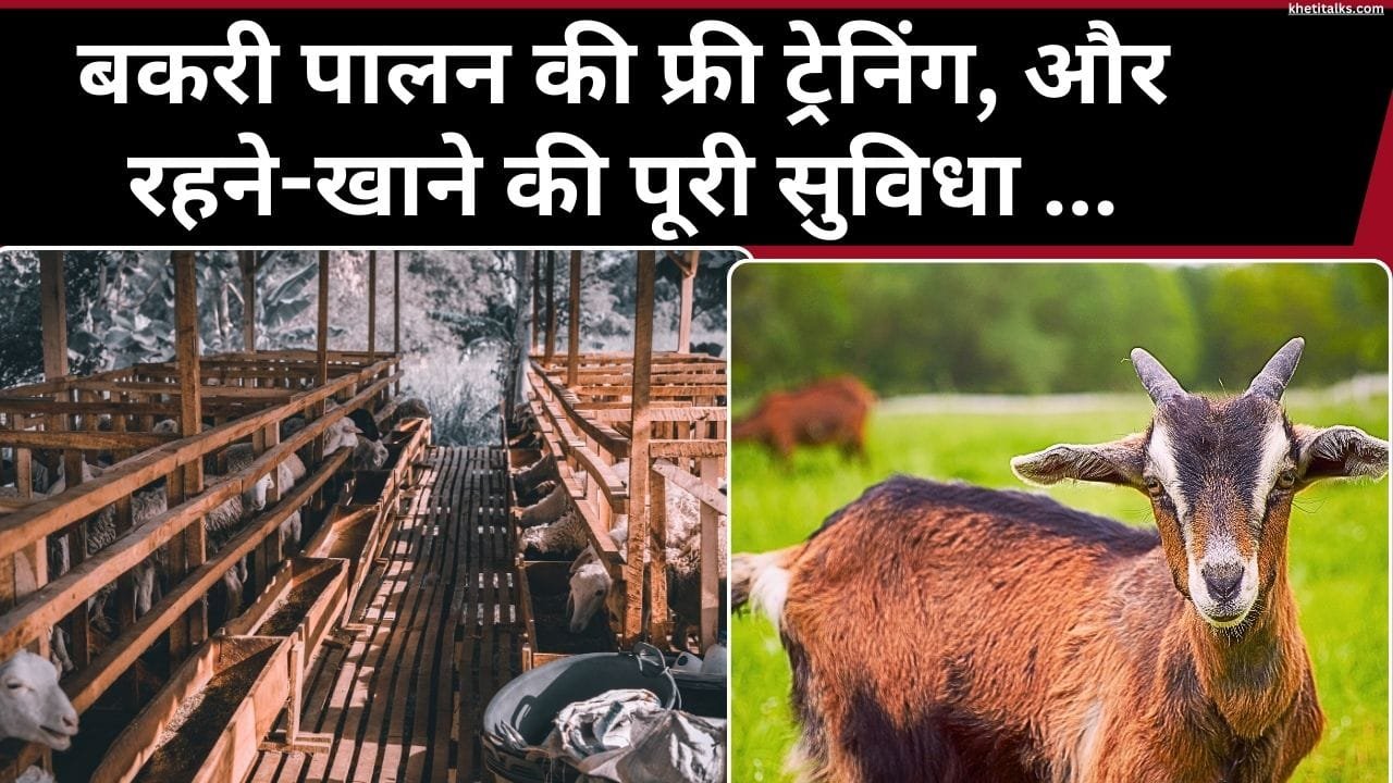 मध्य प्रदेश के बुरहानपुर जिले में बकरी पालन के लिए निशुल्क प्रशिक्षण