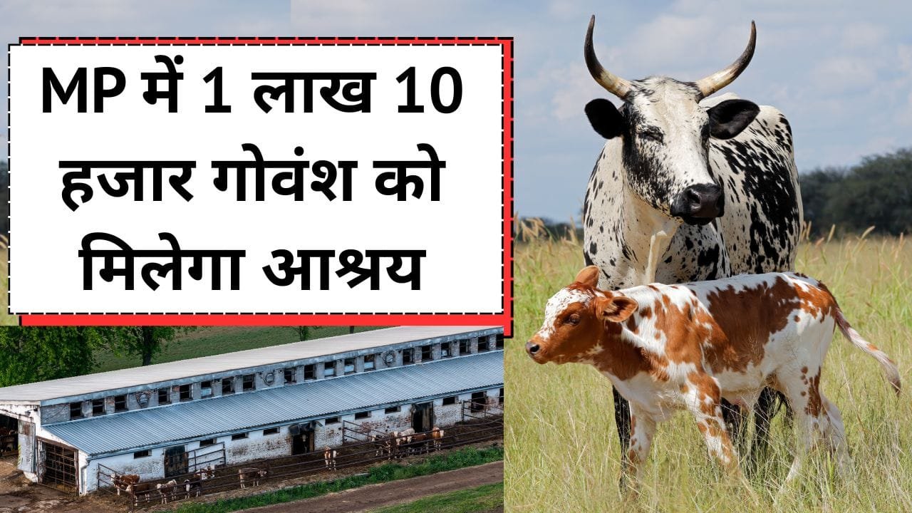 देसी नस्ल की गाय के पालन को प्रोत्साहन