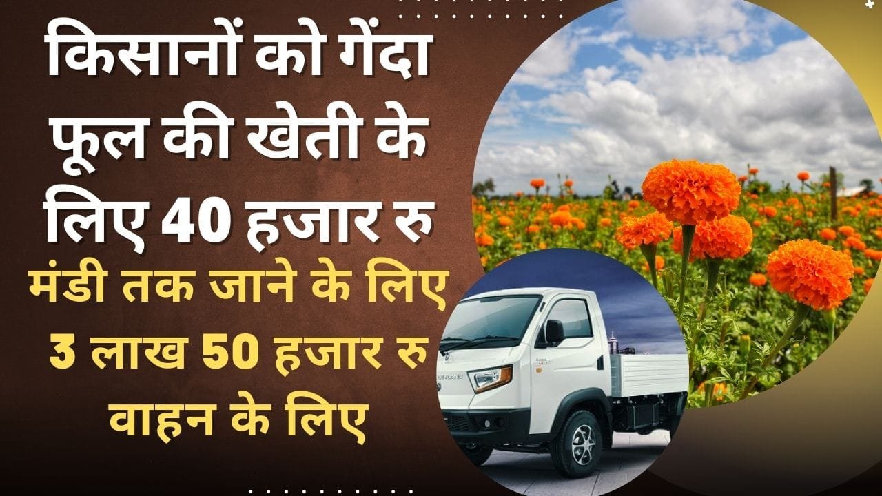 गेंदा फूल की खेती के लिए अनुदान