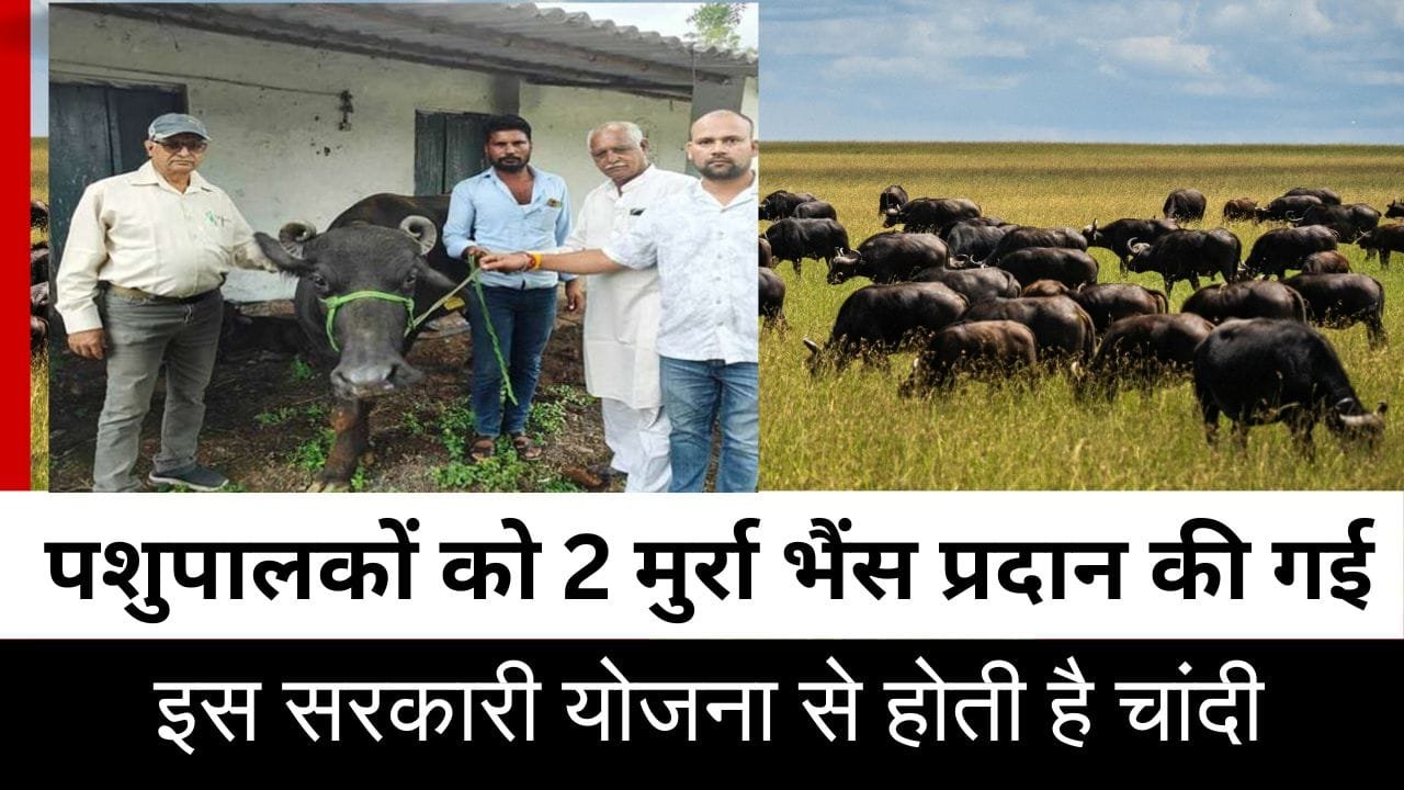 मुख्यमंत्री डेयरी प्लस योजना