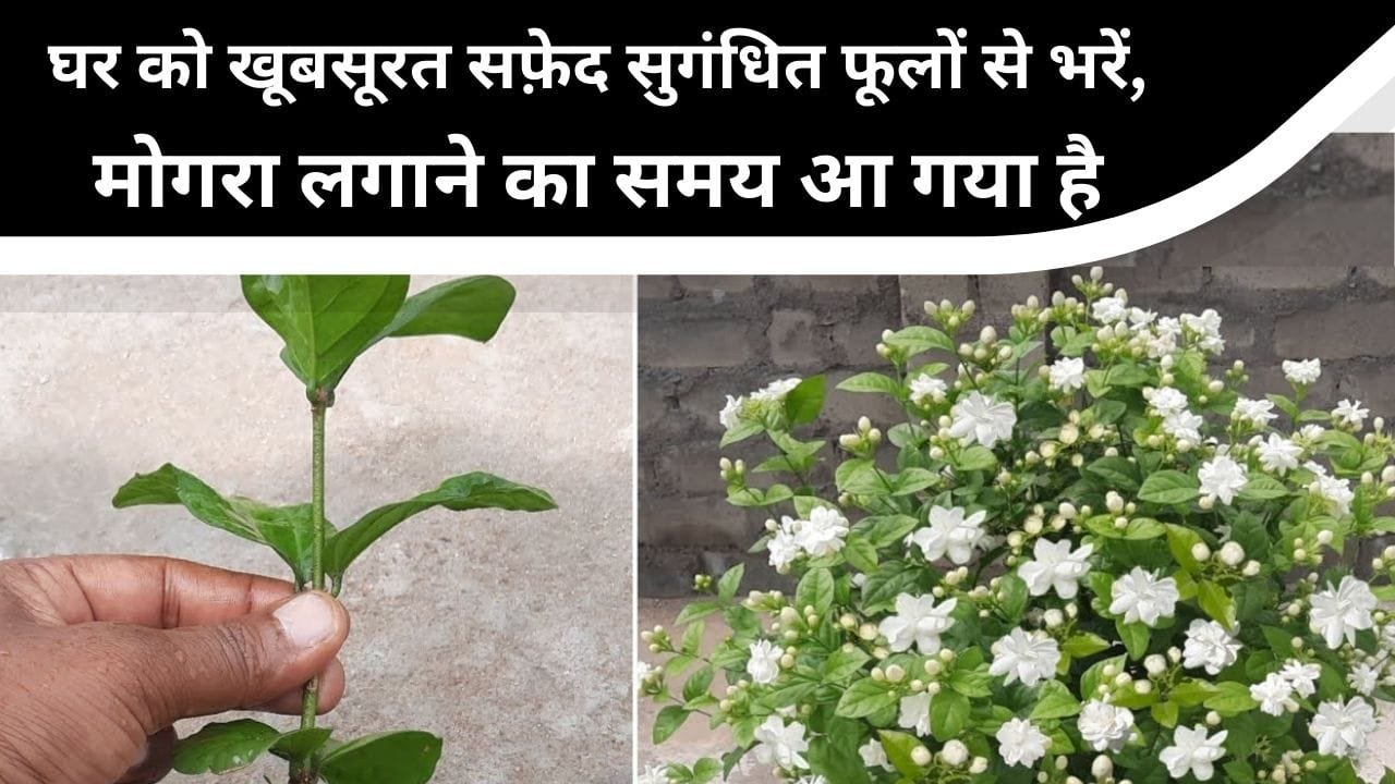 How to grow mogra plant