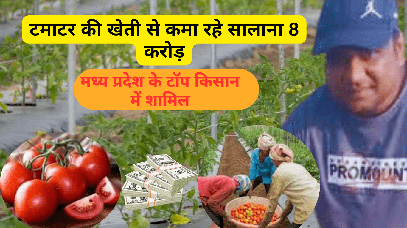 अमित जैन टमाटर की खेती