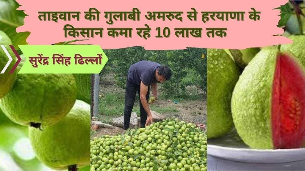 ताइवान अमरूद