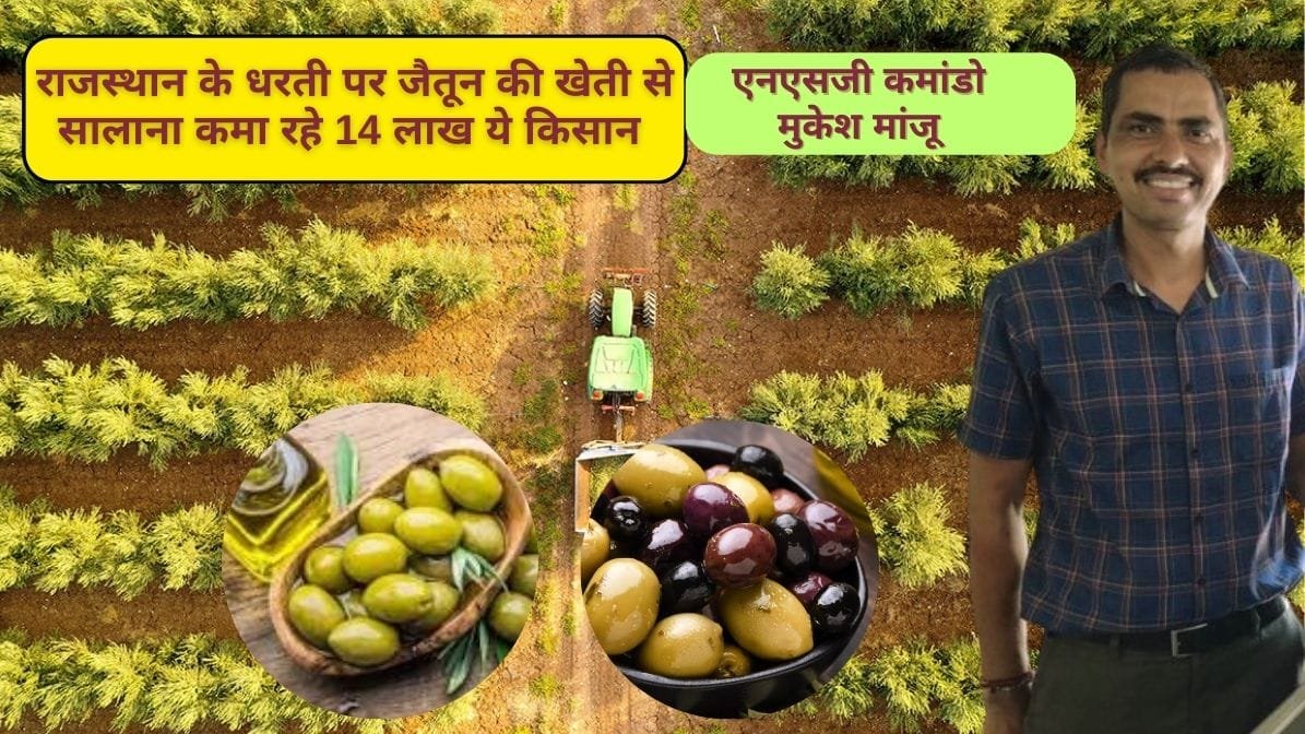 जैतून खेती