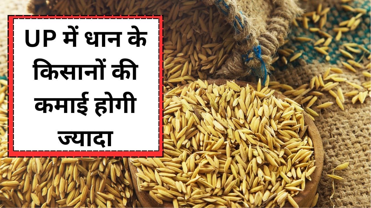 UP में कब से शुरू होगी धान की खरीदी