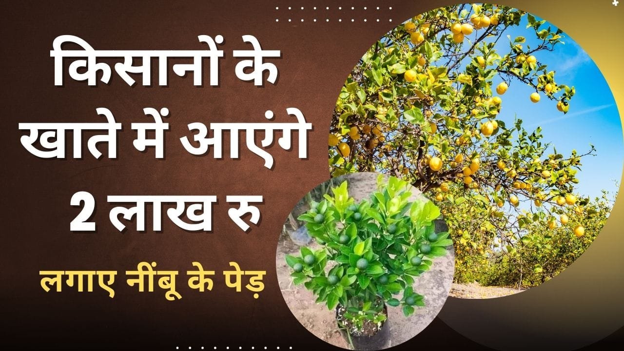 बिहार राज्य सरकार नींबू की खेती के लिए 50% तक सब्सिडी