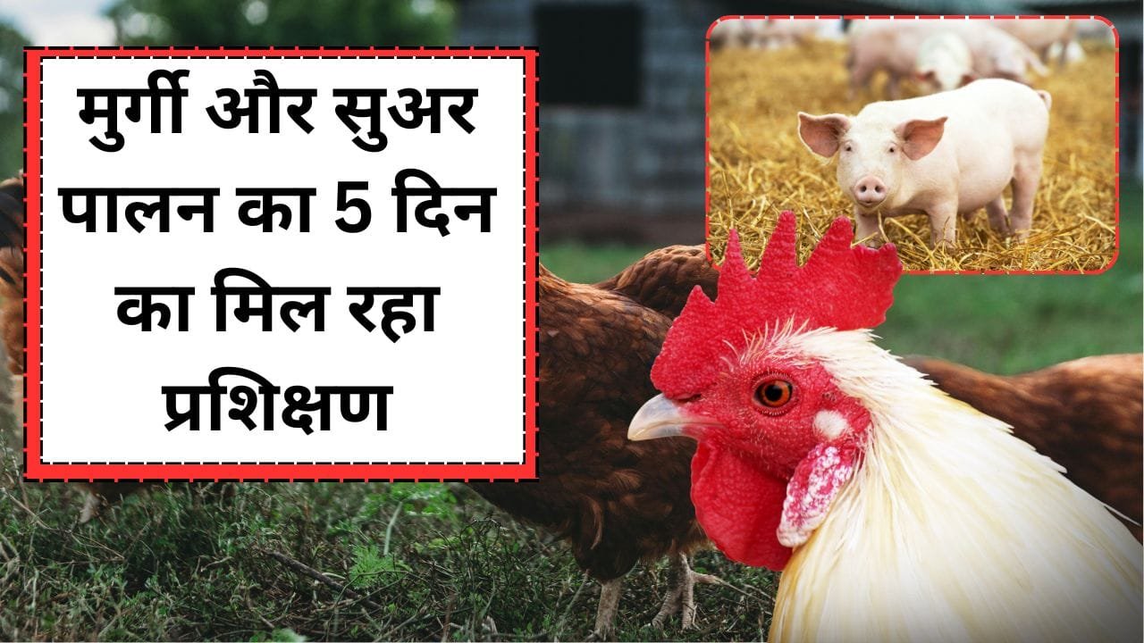 मुर्गी और सुअर पालन के लिए प्रशिक्षण