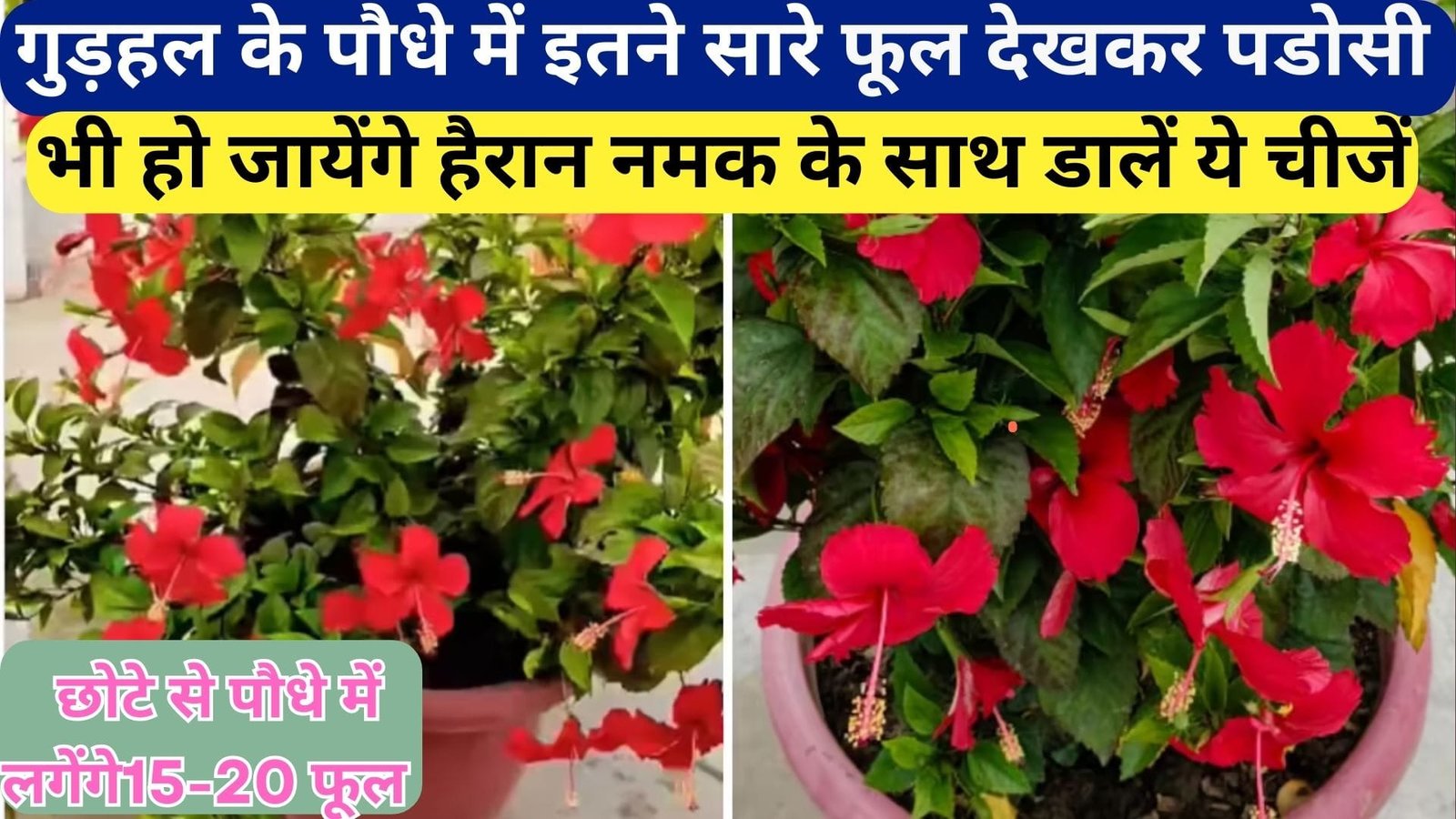 गुड़हल के पौधे में इतने सारे फूल देखकर पडोसी भी हो जायेंगे हैरान, पौधे में नमक के साथ डालें ये चीजें छोटा सा पौधा 15-20 फूल से कम नजर नहीं आएगा