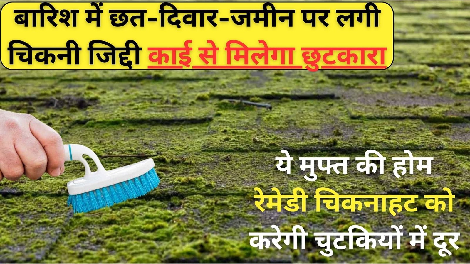 बारिश में छत-दिवार-जमीन पर लगी चिकनी जिद्दी काई से मिलेगा छुटकारा, ये मुफ्त की होम रेमेडी चिकनाहट को करेगी चुटकियों में दूर