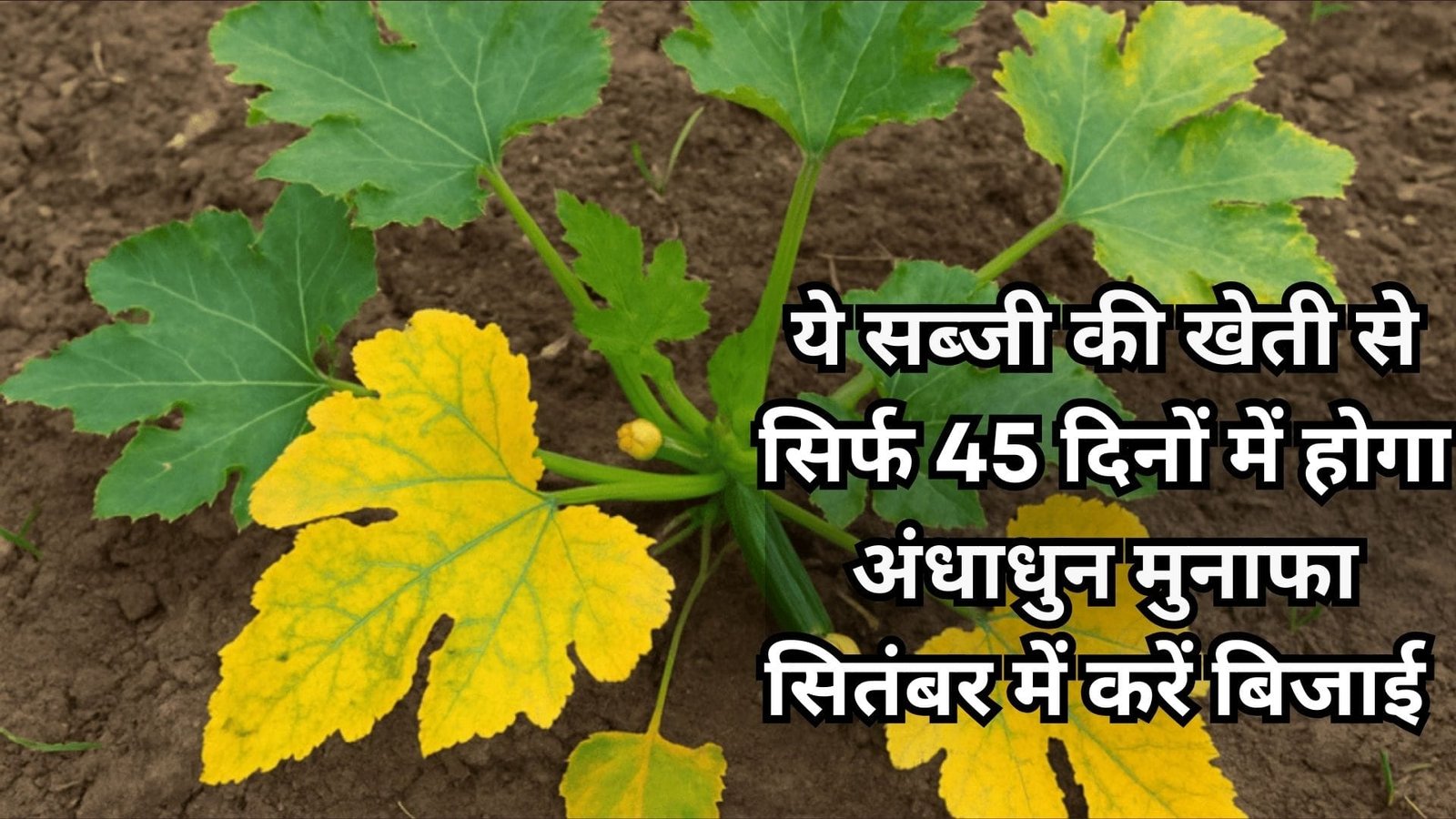 ये सब्जी की खेती से सिर्फ 45 दिनों में होगा अंधाधुन मुनाफा, सितंबर में करें बिजाई खेती से आना शुरू हो जायेंगे लाखों, जानिए नाम