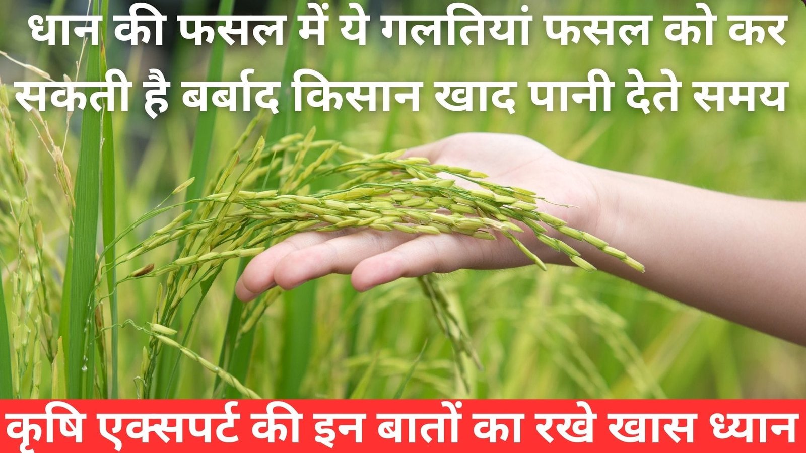 धान की फसल में ये गलतियां फसल को कर सकती है बर्बाद, किसान खाद पानी देते समय कृषि एक्सपर्ट की इन बातों का रखे खास ध्यान