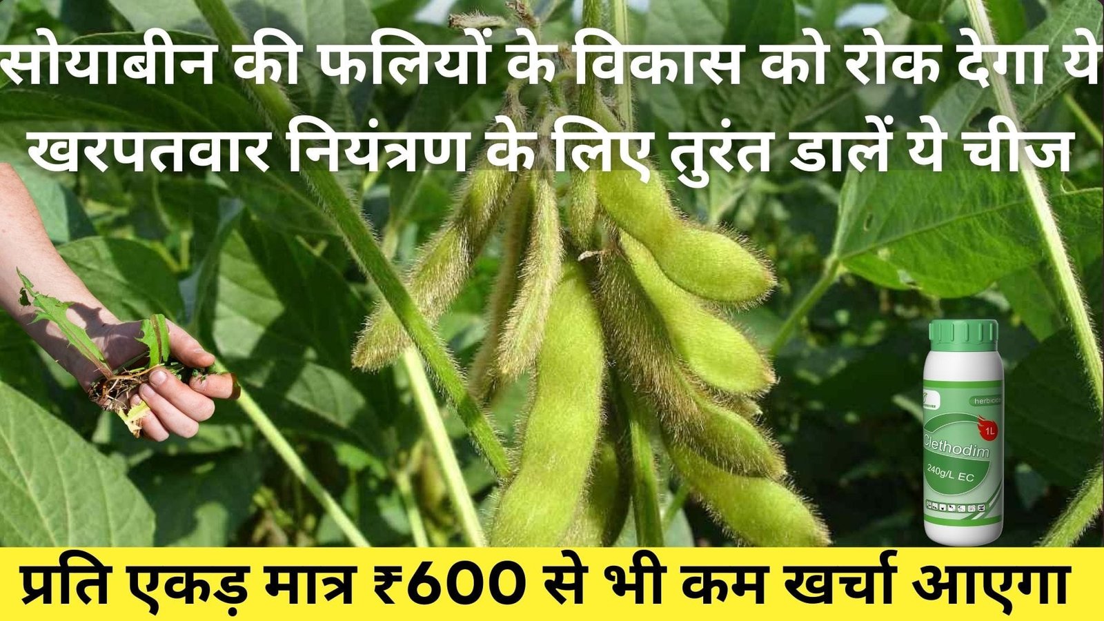 Agriculture Tips: सोयाबीन की फसल में फलियों के विकास को रोक देगा ये खरपतवार, नियंत्रण के लिए तुरंत डालें ये चीज प्रति एकड़ मात्र ₹600 से भी कम खर्चा आएगा