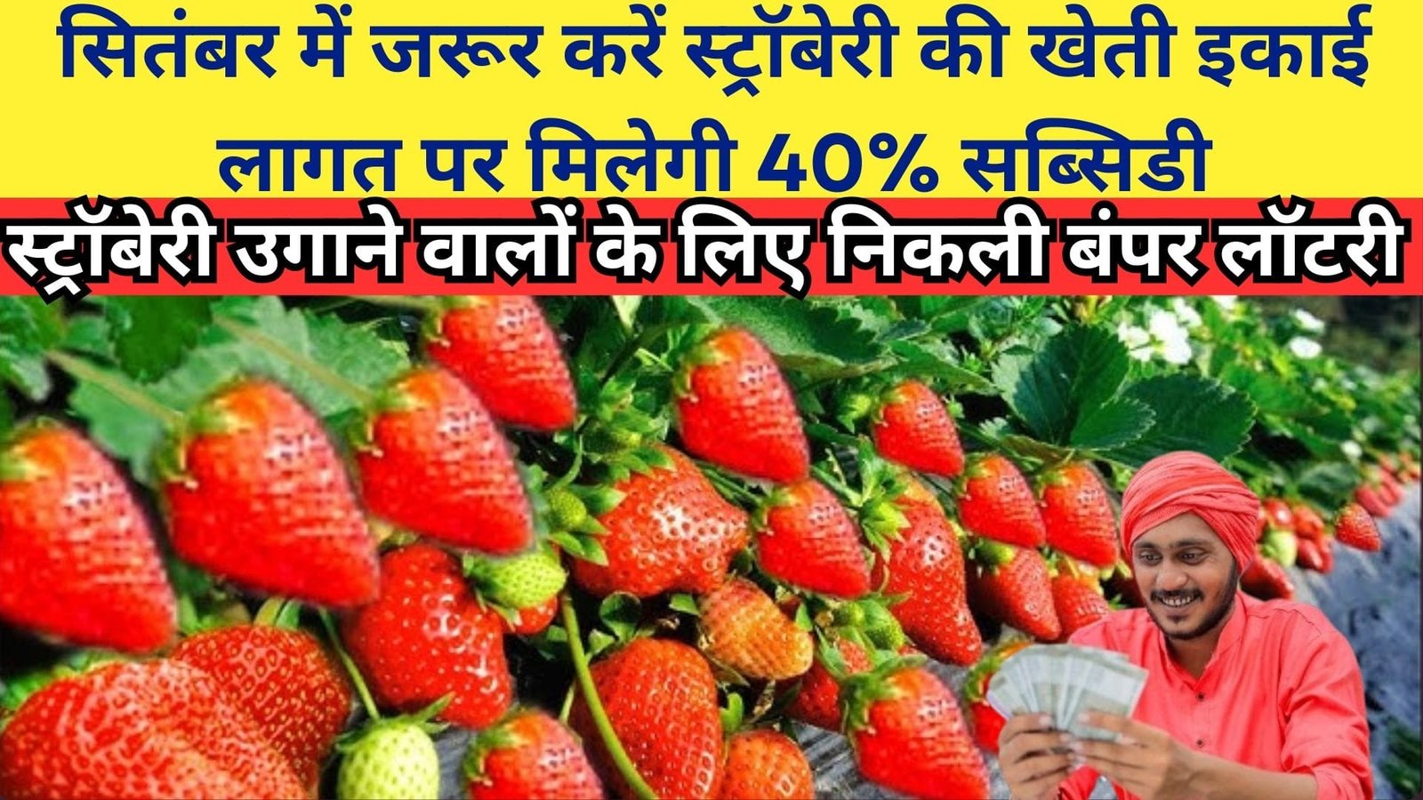सितंबर में जरूर करें स्ट्रॉबेरी की खेती, स्ट्रॉबेरी उगाने वालों के लिए निकली बंपर लॉटरी, इकाई लागत पर मिलेगी 40% सब्सिडी, जानिए सम्पूर्ण जानकारी