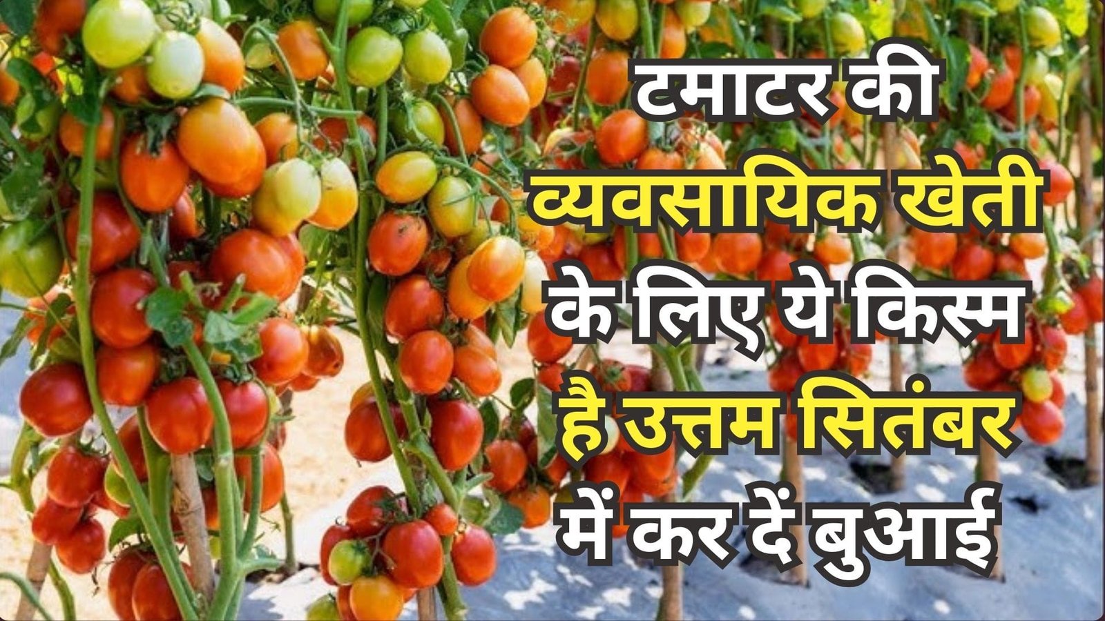 टमाटर की व्यवसायिक खेती के लिए ये किस्म है उत्तम, सितंबर में कर दें बुआई एक एकड़ में होगी जमकर तगड़ी कमाई, जाने नाम