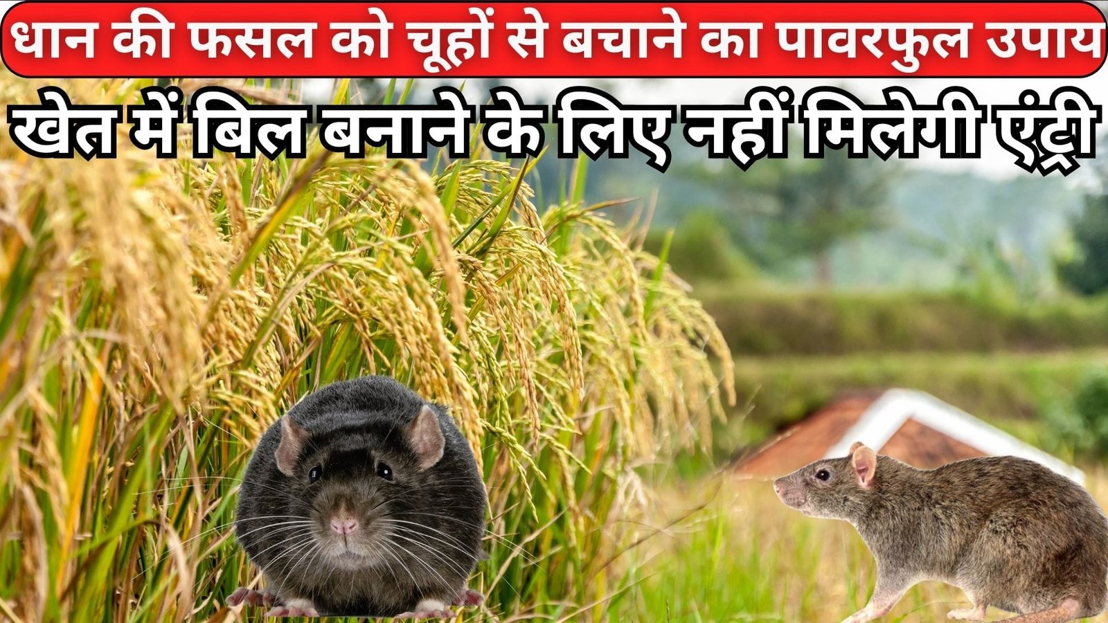 धान की फसल को चूहों से बचाने का ये है सस्ता पावरफुल उपाय, खेत में बिल बनाने के लिए नहीं मिलेगी एंट्री आस-पास भी नहीं भटकेगा 1 भी चूहा