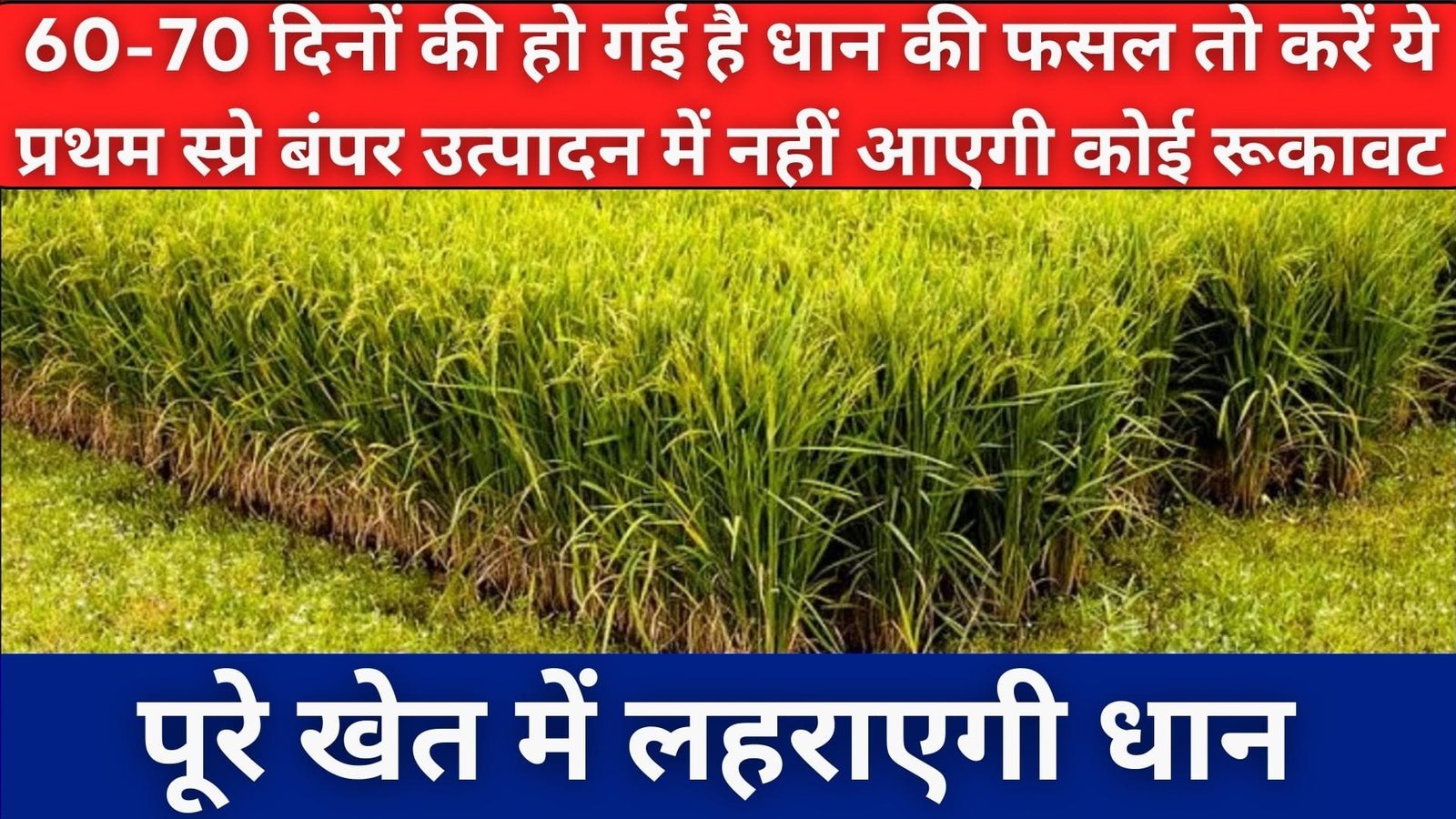 60-70 दिनों की हो गई है धान की फसल, तो करें ये प्रथम स्प्रे बंपर उत्पादन में नहीं आएगी कोई रूकावट पूरे खेत में लहराएगी धान