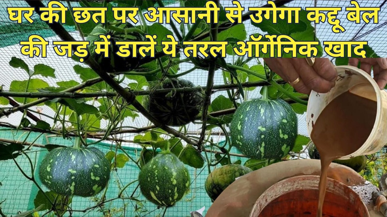 घर की छत पर आसानी से उगेगा कद्दू, बेल की जड़ में डालें ये तरल ऑर्गेनिक खाद पितृ पक्ष में बाजार से कद्दू खरीदने की झंझट नहीं पड़ेगी