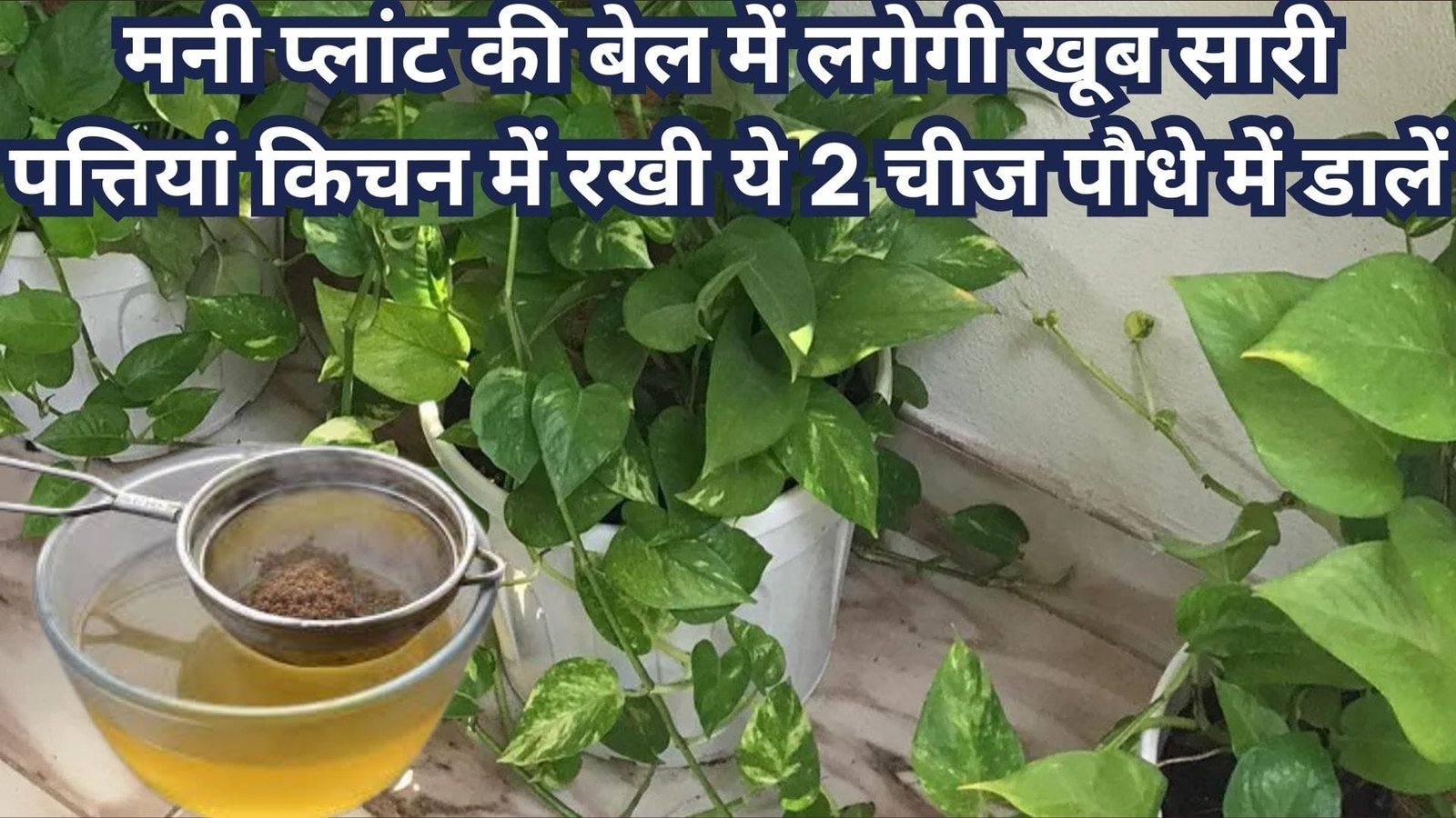 मनी प्लांट की बेल में लगेगी खूब सारी पत्तियां, किचन में रखी ये 2 चीज पौधे में डालें बिना रुके तेजी से बढ़ेगा मनी प्लांट