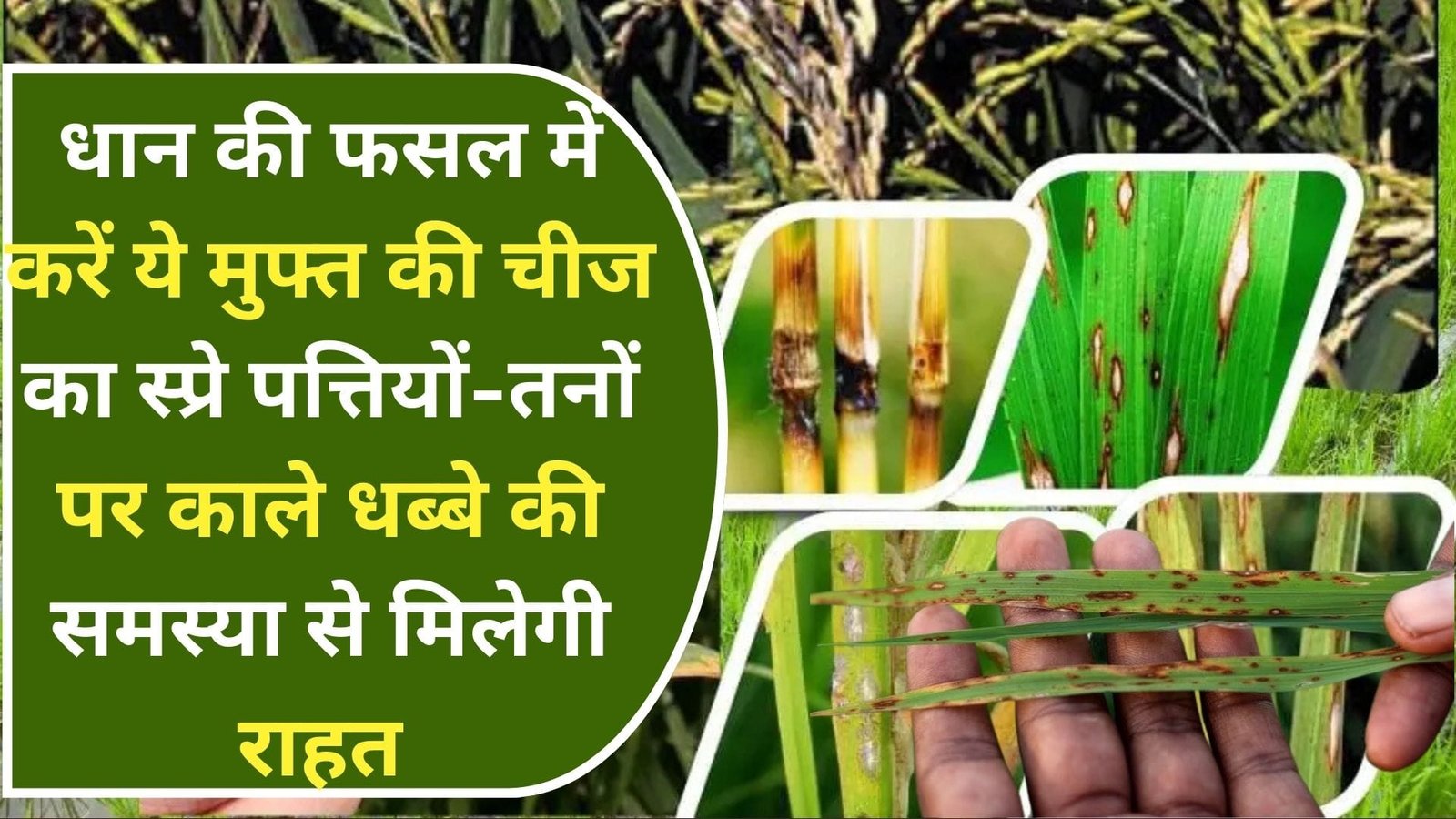 धान की फसल में करें ये मुफ्त की चीज का स्प्रे, पत्तियों-तनों-दानों पर काले धब्बे जैसी समस्या से मिलेगी राहत, जाने कवक फैलने का मुख्य कारण