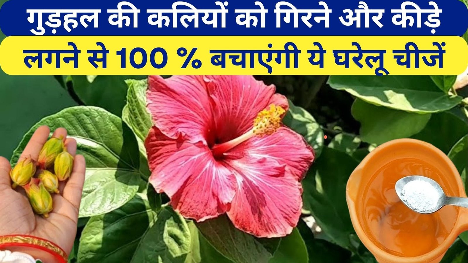 गुड़हल की कलियों को गिरने और कीड़े लगने से 100 % बचाएंगी ये घरेलू चीजें, मिट्टी में दबाएं खूब सारे फूल पाएं, जानिए नाम