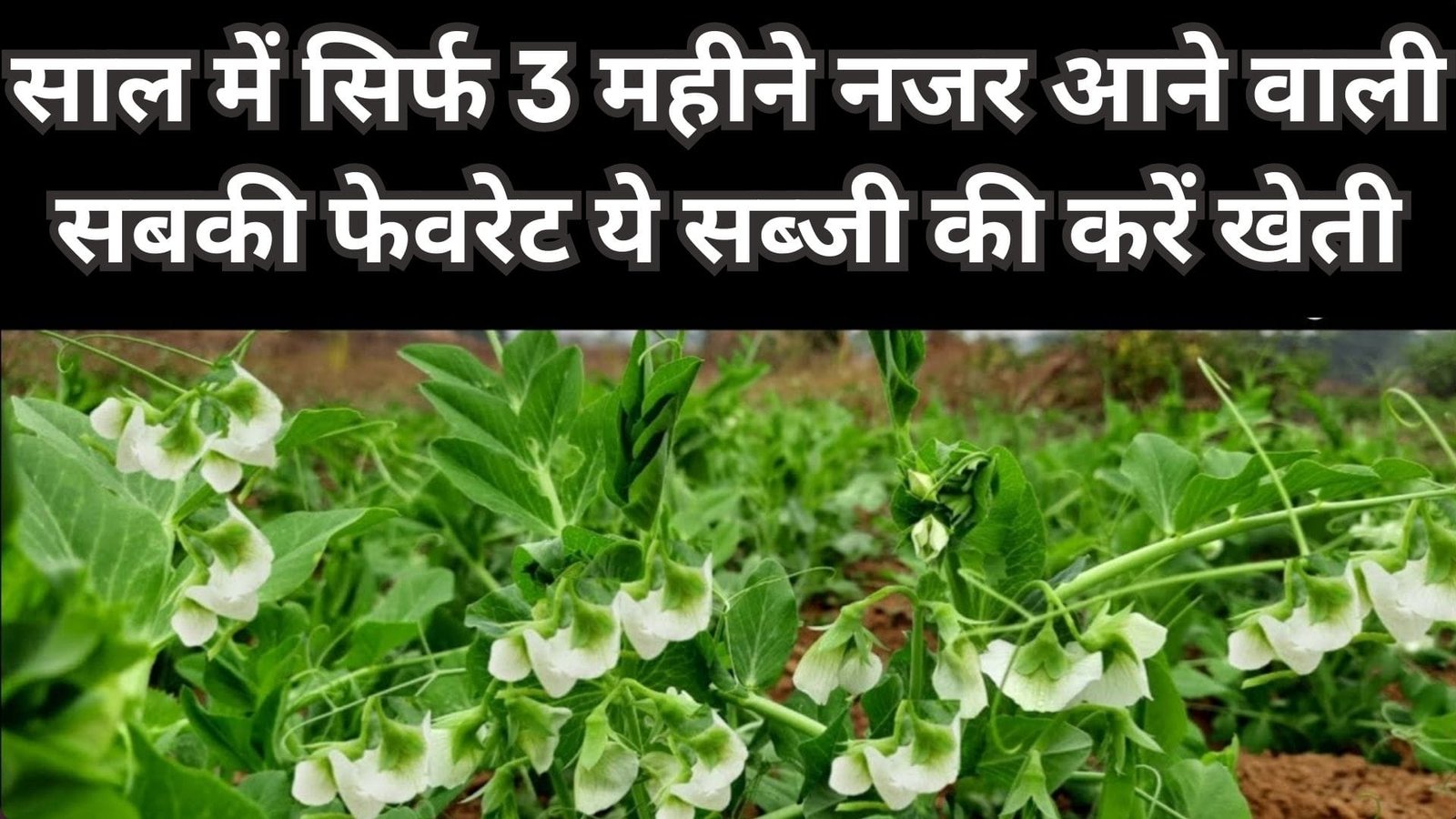 साल में सिर्फ 3 महीने नजर आने वाली सबकी फेवरेट ये सब्जी की करें खेती, पूरे साल की कमाई एकबार में हो जाएगी