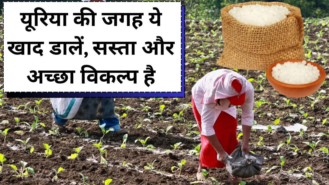 यूरिया की जगह कौन सी खाद डालें?