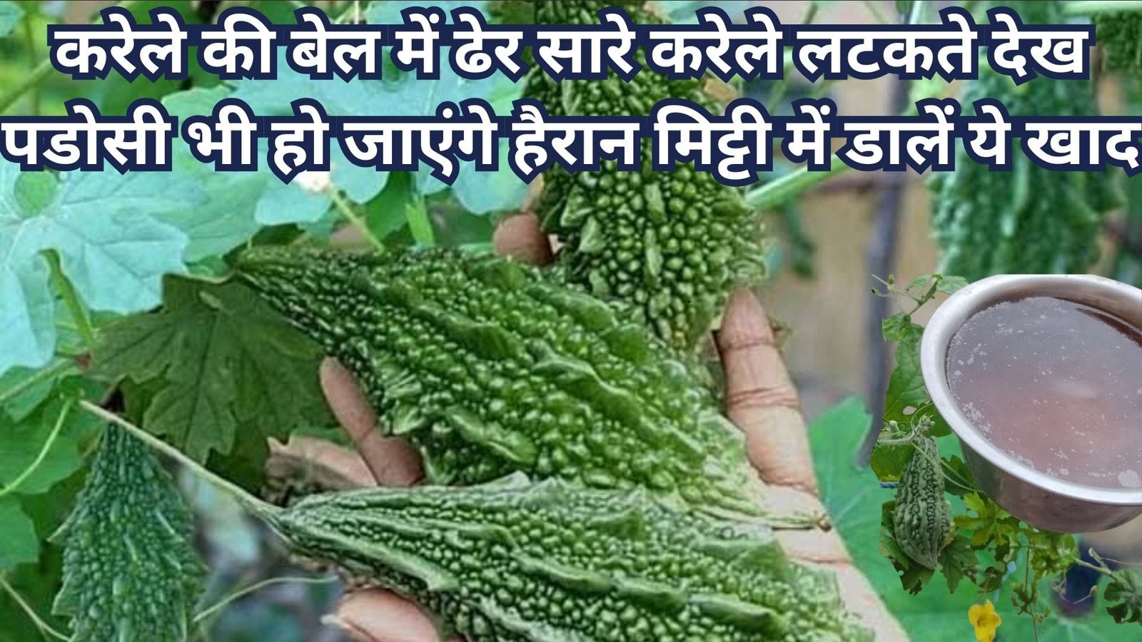 करेले की बेल में ढेर सारे करेले लटकते देख पडोसी भी हो जाएंगे हैरान, मिट्टी में एकबार डालें माली की बताई हुई ये खाद, जानिए नाम