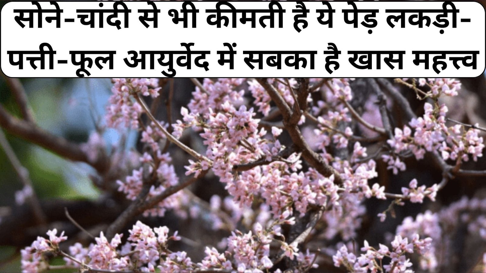 सोने-चांदी से भी कीमती है ये पेड़, लकड़ी-पत्ती-फूल आयुर्वेद में सबका है खास महत्त्व पर्वतीय क्षेत्रों तक ही सिमट कर रह गया है अब, जाने नाम