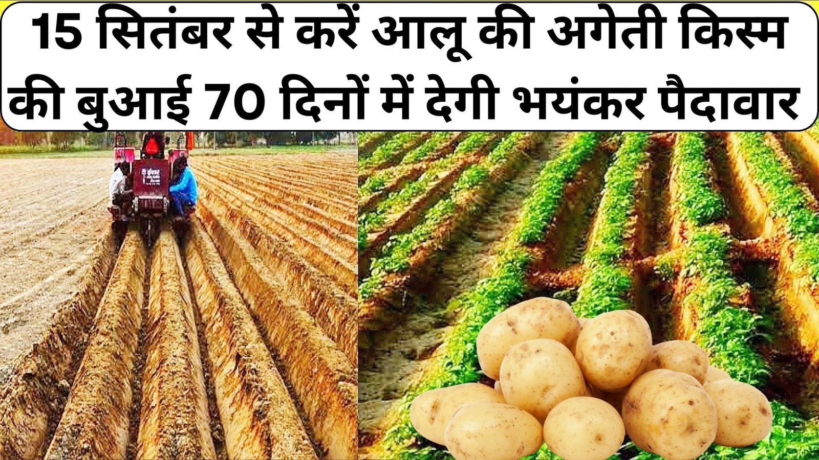 15 सितंबर से करें आलू की अगेती किस्म की बुआई, 70 दिनों में देगी भयंकर पैदावार रबी की दूसरी फसल के लिए जल्दी खेत हो जायेगा खाली