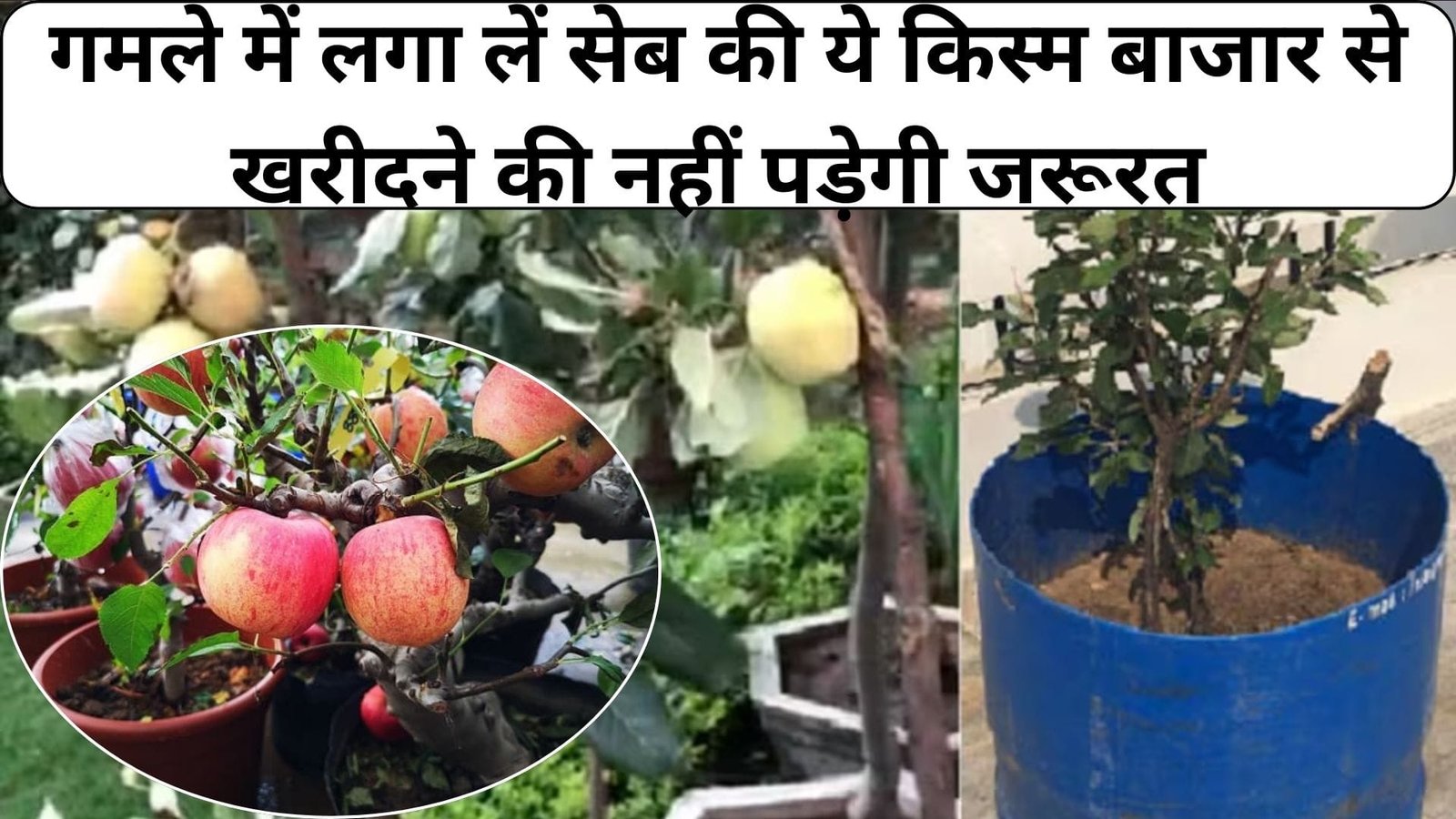 गमले में लगा लें सेब की ये किस्म, बाजार से खरीदने की नहीं पड़ेगी जरूरत घर में ही होगी आसानी से अब सेब की खेती, जानिए कैसे
