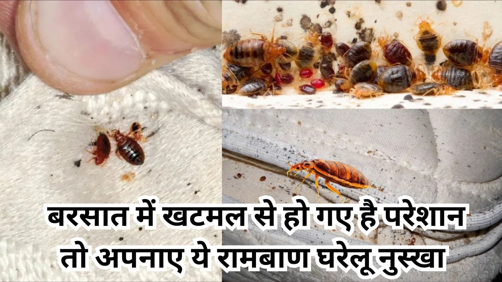 बरसात में खटमल से हो गए है परेशान, तो अपनाए ये रामबाण घरेलू नुस्खा हमेशा के लिए मिलेगा छुटकारा, जाने उपाय