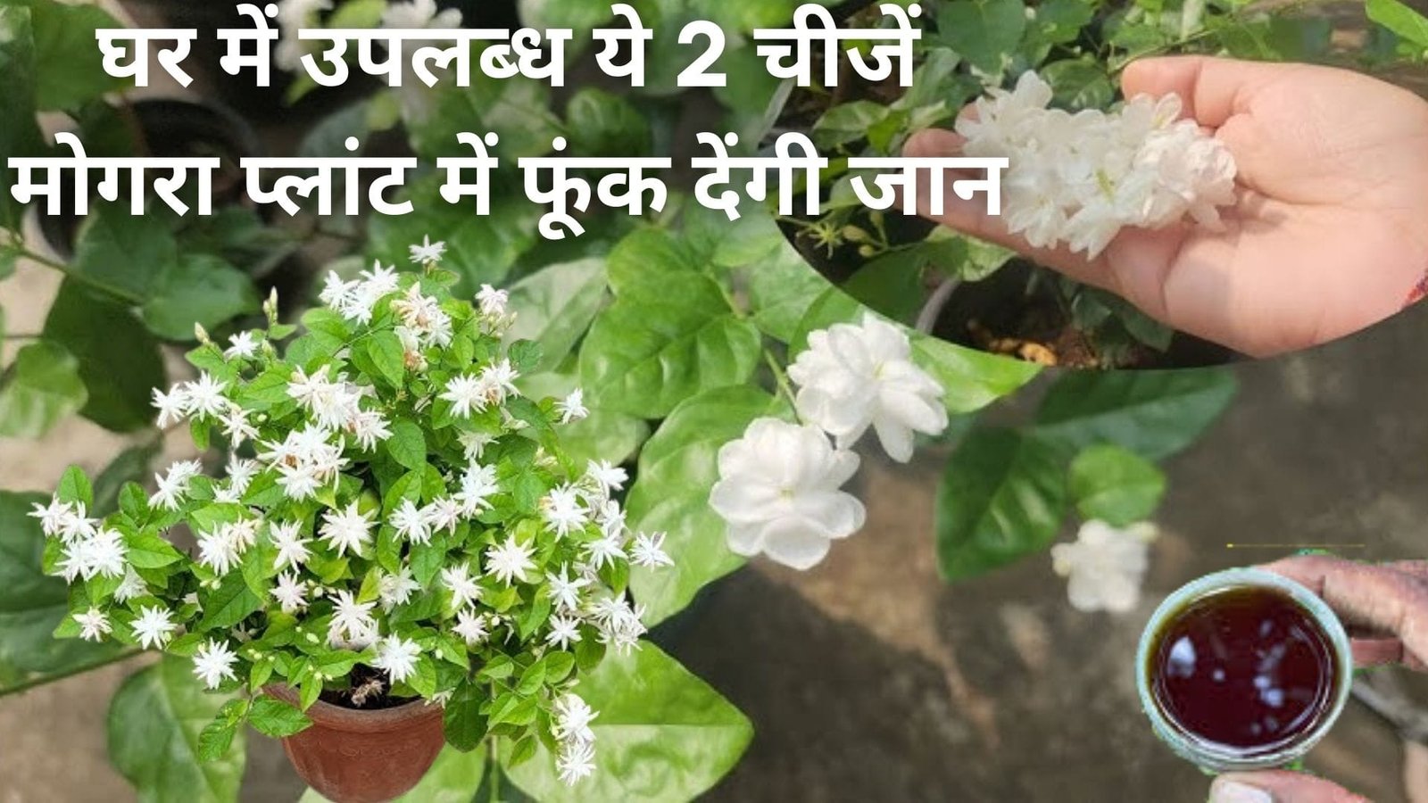 घर में उपलब्ध ये 2 चीजें मोगरा प्लांट में फूंक देंगी जान, कीट फंगस होंगे खत्म बड़ी-बड़ी कलियों एवं फूलों के गुलदस्ते की तरह नजर आएगा प्लांट