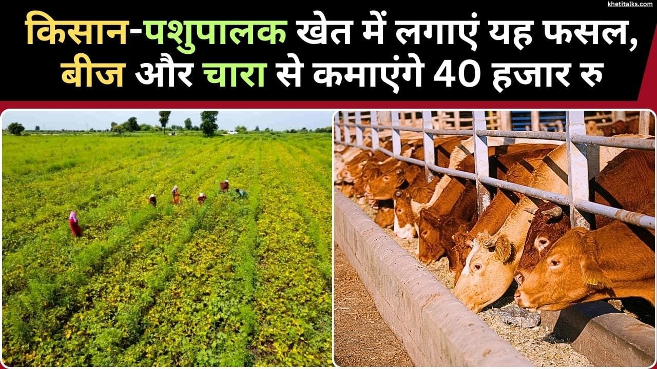 कुल्थी की खेती से कमाई और फायदा