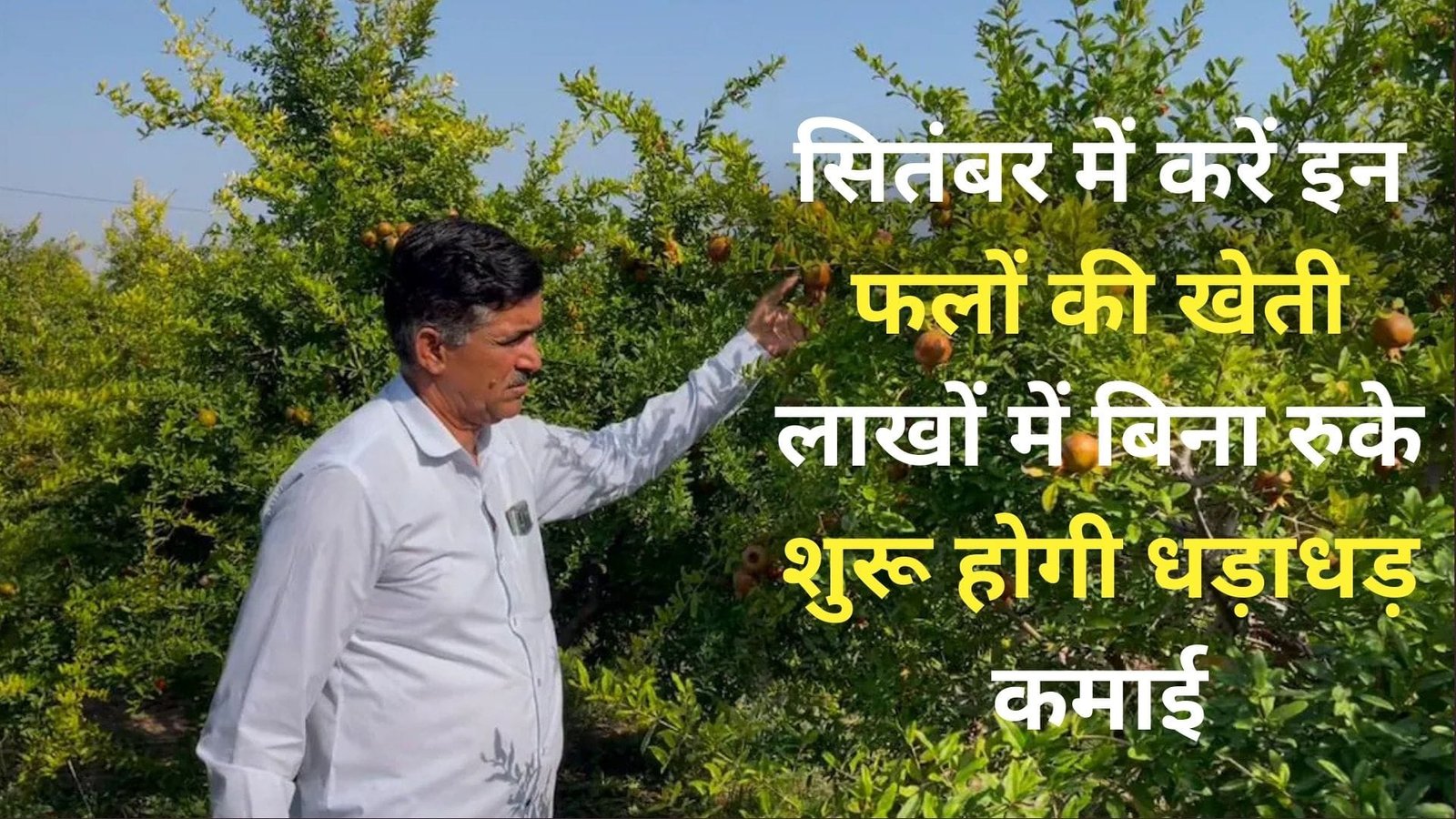 सितंबर में करें इन फलों की खेती, लाखों में बिना रुके शुरू होगी धड़ाधड़ कमाई मार्केट में रहती है खूब डिमांड, जानिए कौन-से फल है