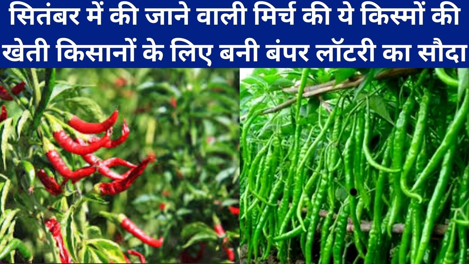 सितंबर में की जाने वाली मिर्च की ये महशूर किस्मों की खेती किसानों के लिए बनी बंपर लॉटरी का सौदा, बिकेगी महंगी, जाने कौन-सी किस्म है