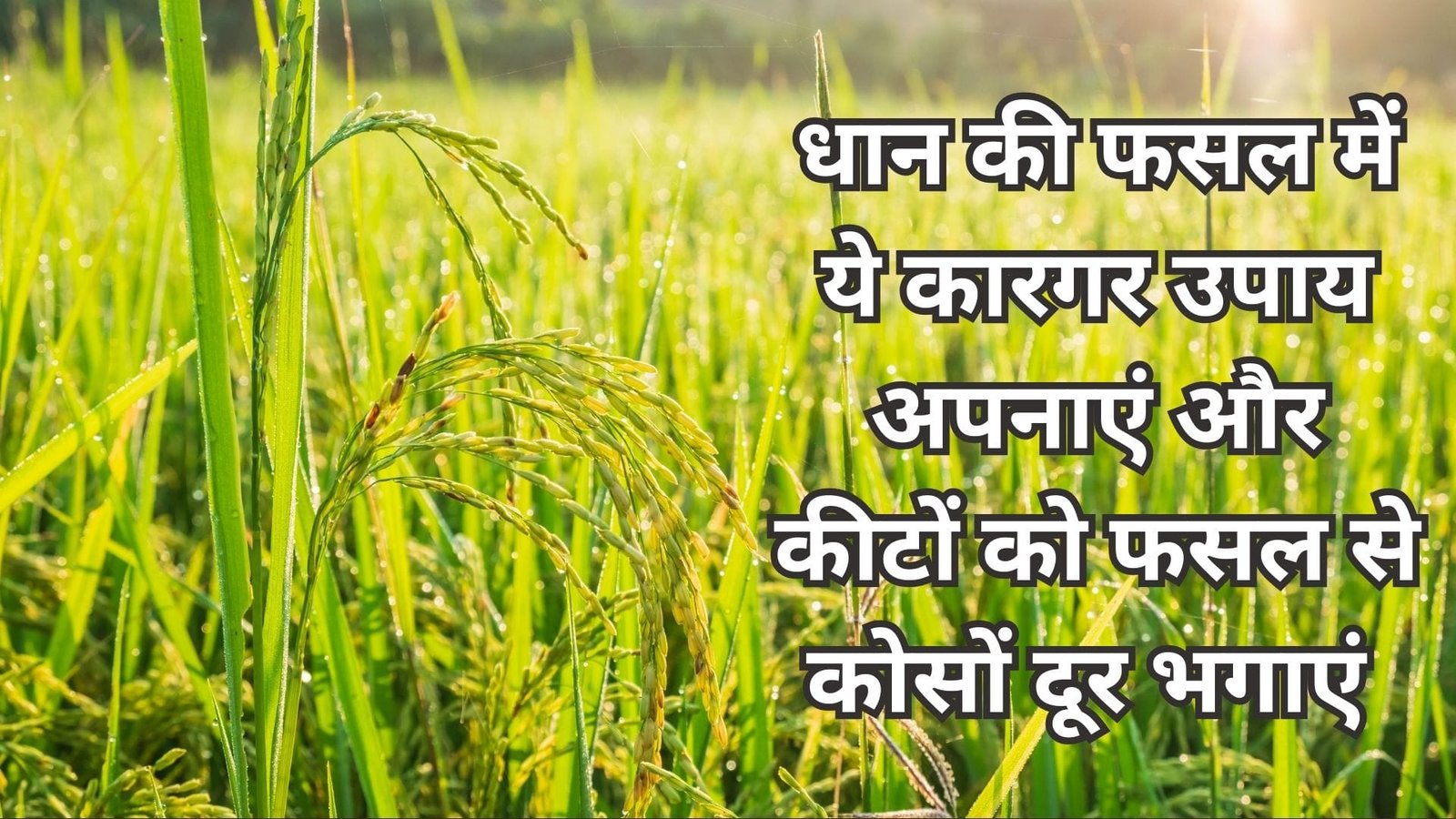 धान की फसल में ये कारगर उपाय अपनाएं और कीटों को फसल से कोसों दूर भगाएं कम खर्चे में मिलेंगे जबरदस्त लाभ, जाने तरीके