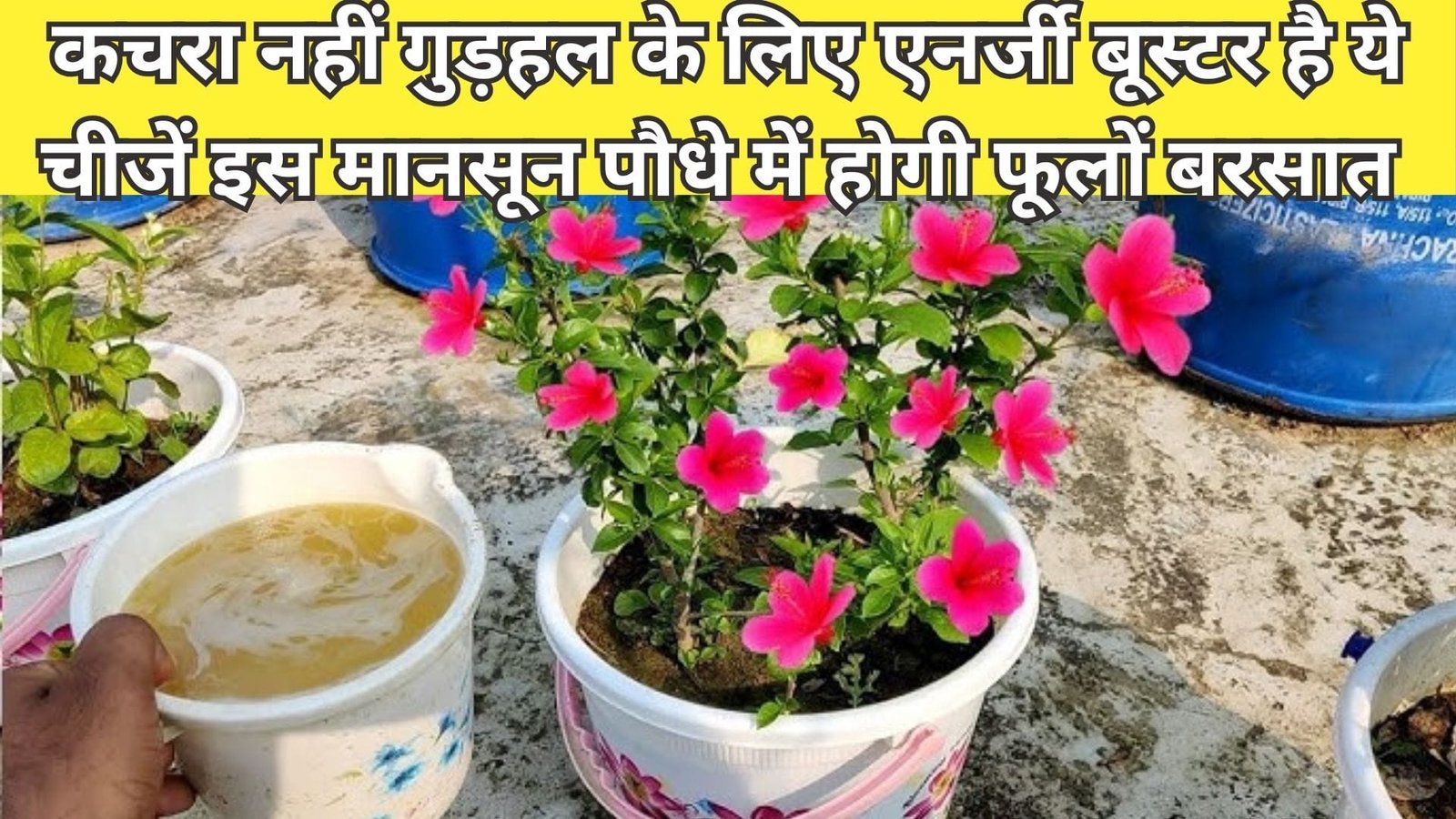 कचरा नहीं गुड़हल के लिए एनर्जी बूस्टर है ये चीजें, फेंकने के बजाए पौधे के लिए ऐसे बनाए खाद इस मानसून पौधे में होगी फूलों बरसात