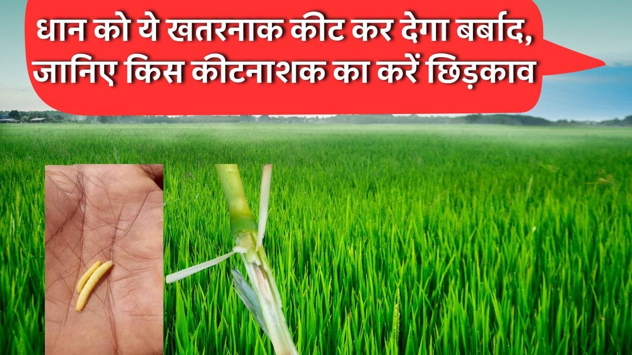 धान की फसल से तना छेदक हटाने के लिए कीटनाशक