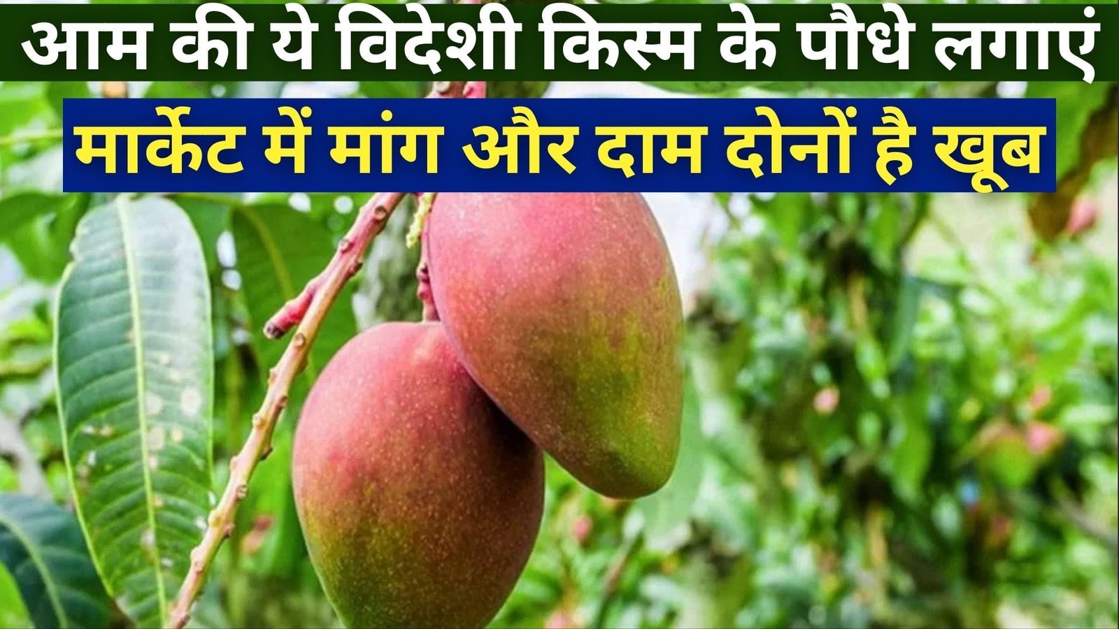 आम की ये विदेशी किस्म के पौधे लगाएं, कई साल तक बैठे-बैठे मुनाफा कमाएं मार्केट में मांग और दाम दोनों है खूब, जाने नाम