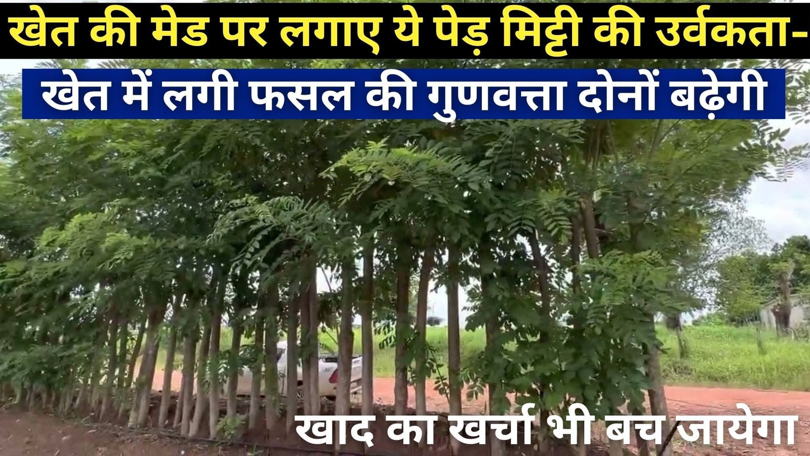 खेत की मेड पर लगाए ये पेड़, मिट्टी की उर्वकता-खेत में लगी फसल की गुणवत्ता दोनों बढ़ेगी खाद खरीदने की जरूरत भी नहीं पड़ेगी
